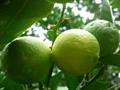 Citrus latifolia